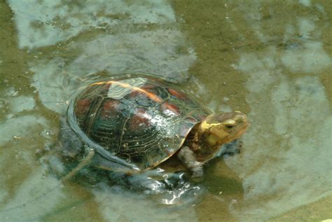 龜蛇|Cuora flavomarginata (Gray, 1863) 